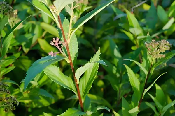 植物的共同特点是什么，都具有构造相同、喜欢阳光等特性