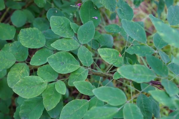 植物的共同特点是什么，都具有构造相同、喜欢阳光等特性