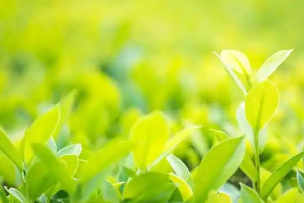 植物的共同特点是什么，都具有构造相同、喜欢阳光等特性