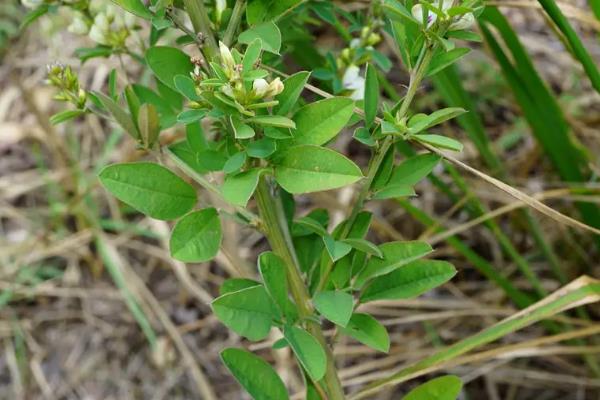 植物的共同特点是什么，都具有构造相同、喜欢阳光等特性