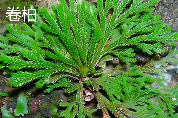 植物的共同特点是什么，都具有构造相同、喜欢阳光等特性
