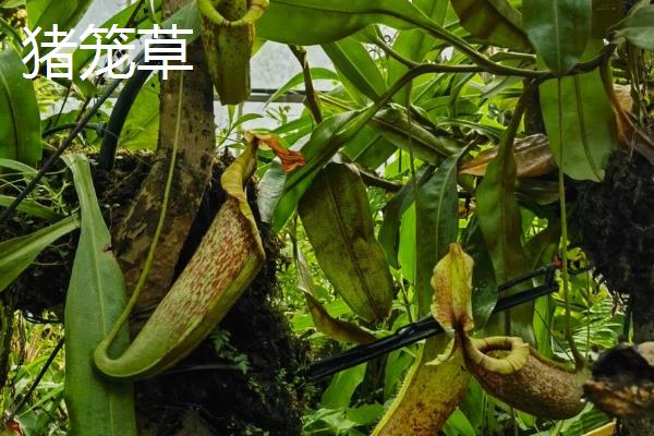 植物的共同特点是什么，都具有构造相同、喜欢阳光等特性
