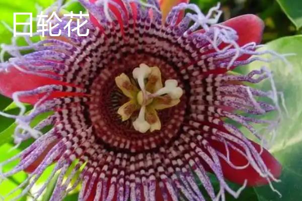 植物的共同特点是什么，都具有构造相同、喜欢阳光等特性