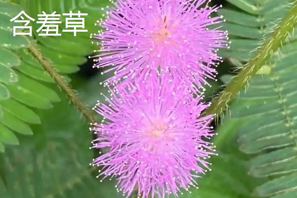 植物的共同特点是什么，都具有构造相同、喜欢阳光等特性