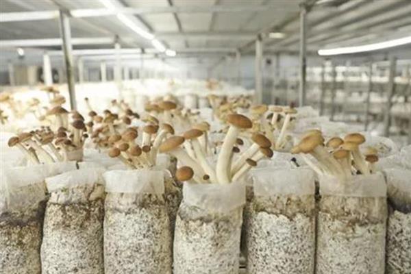 茶树菇的栽培技术，适宜生长在疏松透气的土壤中