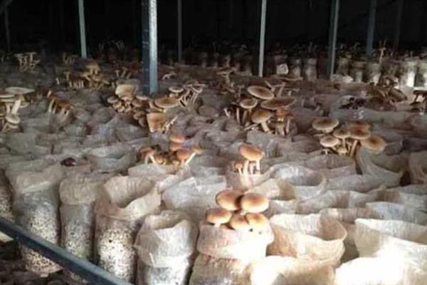 茶树菇的栽培技术，适宜生长在疏松透气的土壤中