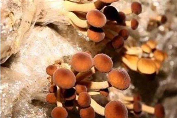 茶树菇的栽培技术，适宜生长在疏松透气的土壤中