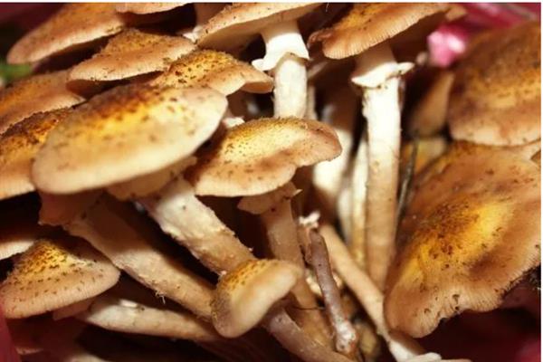 茶树菇的栽培技术，适宜生长在疏松透气的土壤中