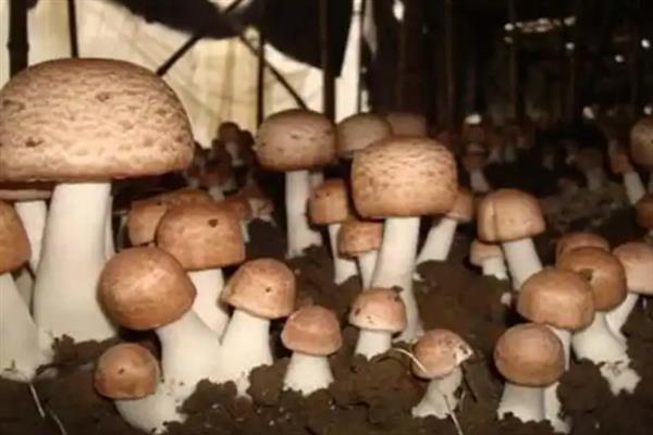 茶树菇的栽培技术，适宜生长在疏松透气的土壤中