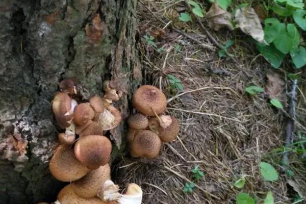 茶树菇的栽培技术，适宜生长在疏松透气的土壤中