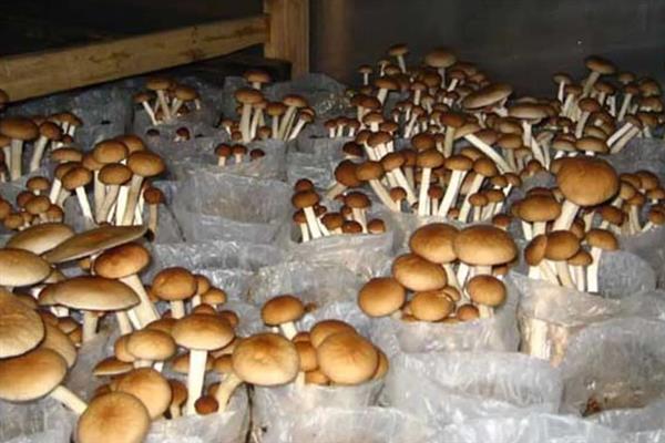 茶树菇的栽培技术，适宜生长在疏松透气的土壤中