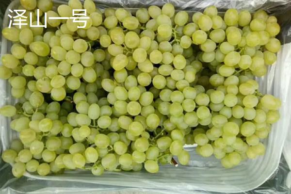 大泽山葡萄有哪些品种,常见的有玫瑰香、金手指等