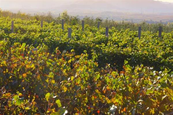 大泽山葡萄有哪些品种,常见的有玫瑰香、金手指等