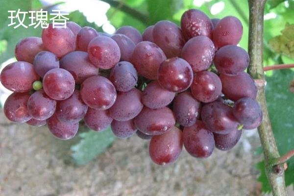 大泽山葡萄有哪些品种,常见的有玫瑰香、金手指等