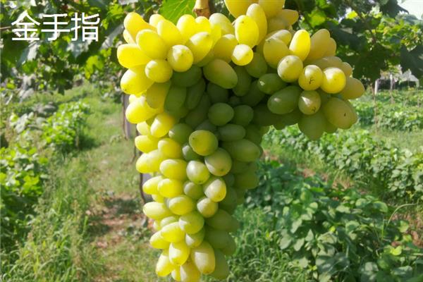 大泽山葡萄有哪些品种,常见的有玫瑰香、金手指等