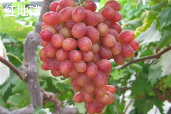 大泽山葡萄有哪些品种,常见的有玫瑰香、金手指等