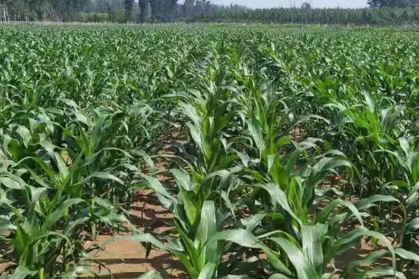 秋收玉3399玉米种子简介，春播适宜在4月上中旬播种