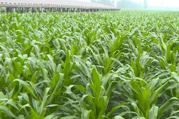 秋收玉3399玉米种子简介，春播适宜在4月上中旬播种