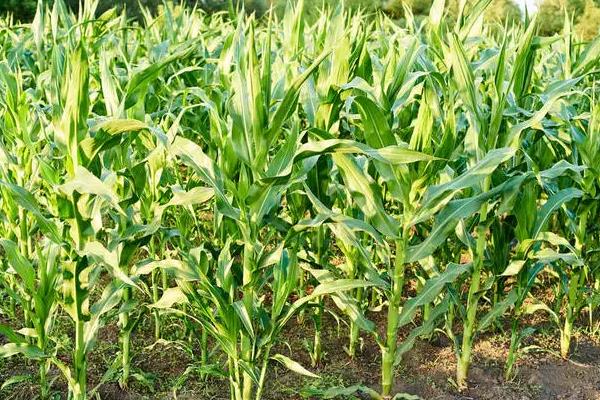 志白玉58玉米种子特点，本品种活杆成熟