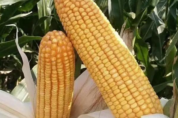 三联399玉米种子特征特性，注意防治病虫害
