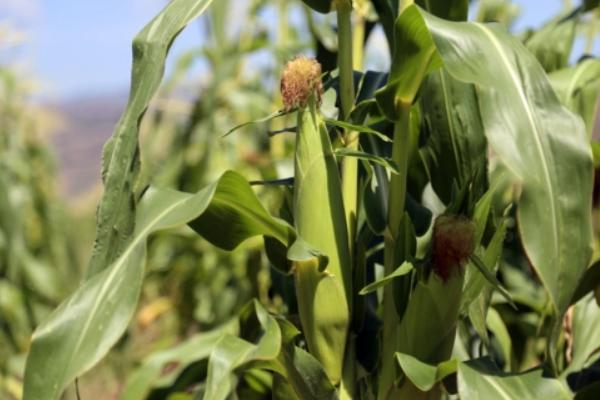 皓甜糯36玉米种子介绍，生育期93天