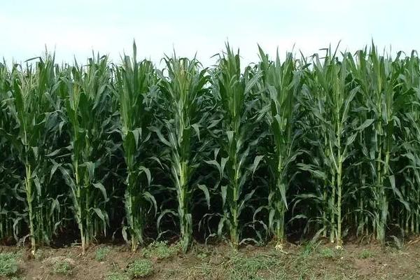 德玉2820玉米种子简介,中抗茎腐病