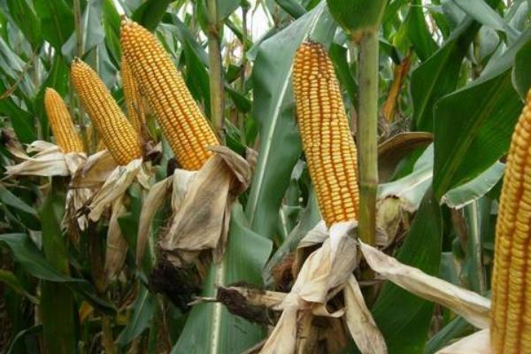 佳糯808玉米品种简介，中抗纹枯病