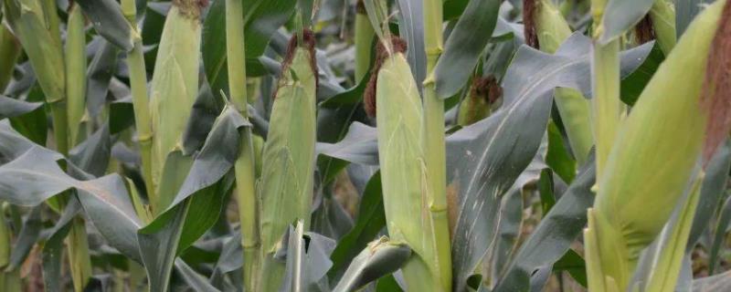 佳糯808玉米品种简介，中抗纹枯病