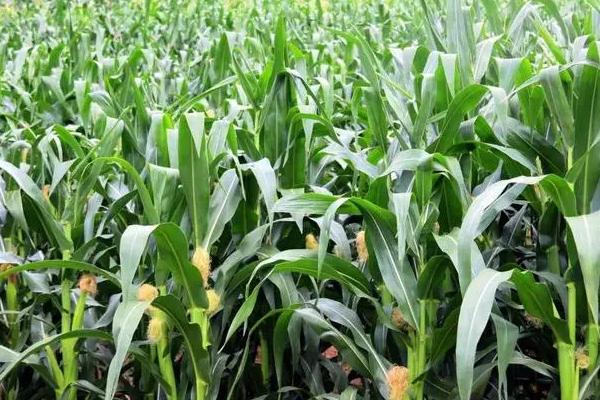 佳糯808玉米品种简介，中抗纹枯病