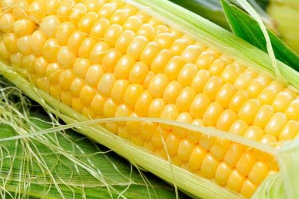 云泽202玉米种子特征特性，中抗南方锈病