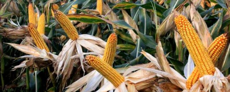国欣215玉米种子简介，注意防治瘤黑粉病