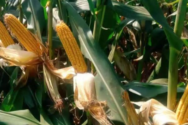 乾祥111玉米种子介绍，密度4500株/亩左右