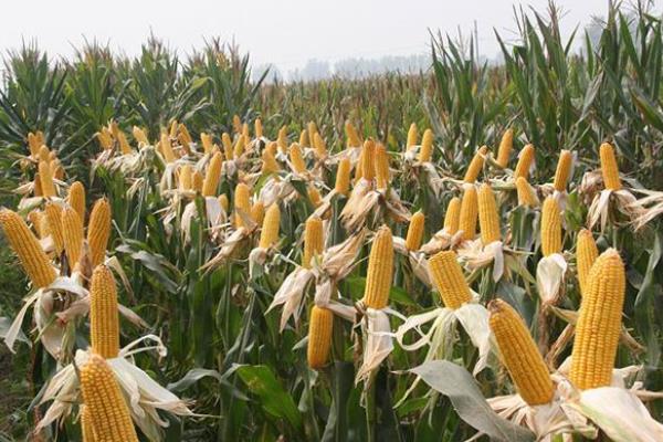 ZP102玉米品种简介，密度4500株/亩左右