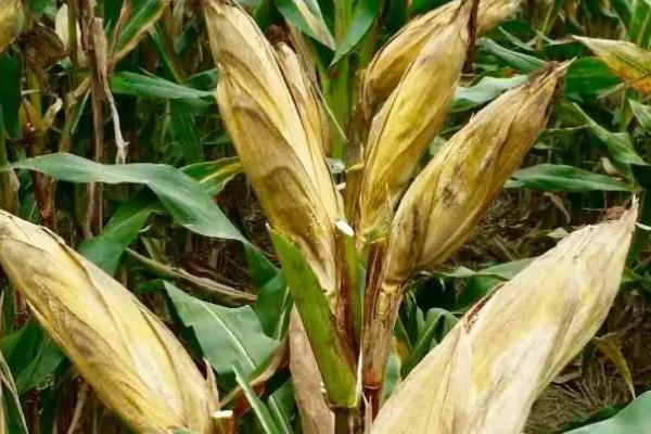 天熹1号玉米品种简介,中抗小斑病