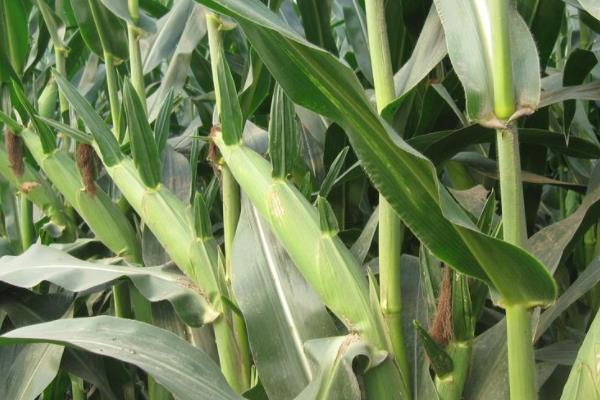 天熹1号玉米品种简介,中抗小斑病