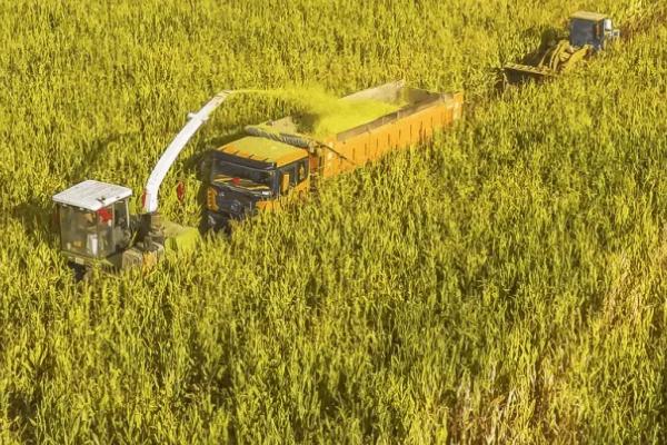 天熹1号玉米品种简介,中抗小斑病