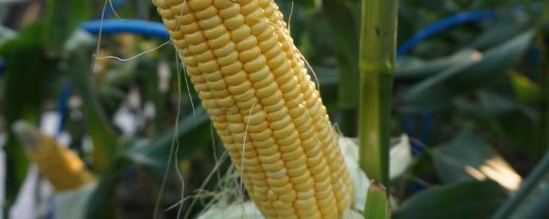 德单230玉米种子特点，适宜播种期6月中上旬