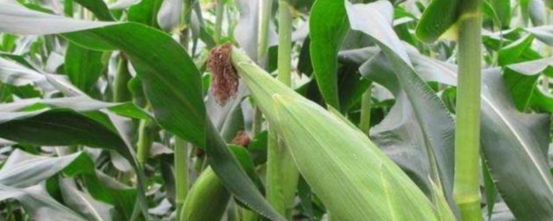TL522玉米种子简介，密度3000株/亩左右