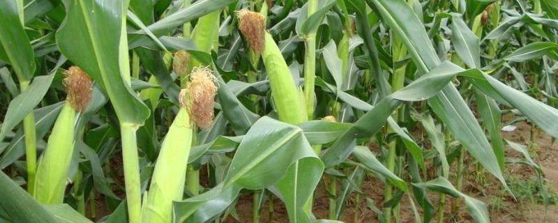 先达3412玉米种子介绍，高抗茎腐病