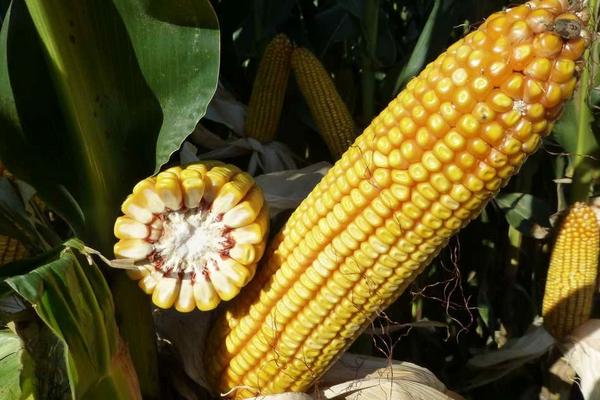 智创806玉米种子特征特性，中抗大斑病