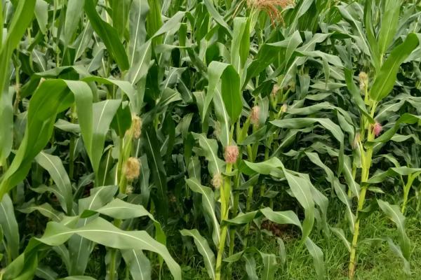 裕丰623K玉米种子特点，非靶标害虫按常规措施防治
