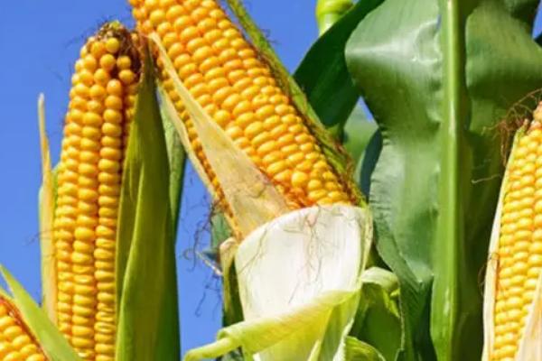 智创806玉米种子特征特性，中抗大斑病