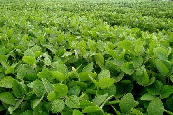 中联豆5046大豆品种简介，麦收后造墒或雨后抢墒精量播种