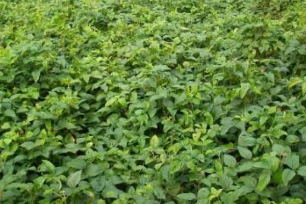 中豆49大豆种子简介，亩种植密度2万—5万株