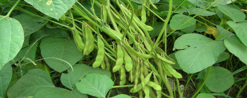 中豆49大豆种子简介，亩种植密度2万—5万株