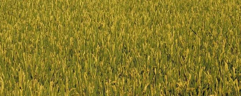 中两优316水稻种子简介，一般6月中旬至6月下旬播种