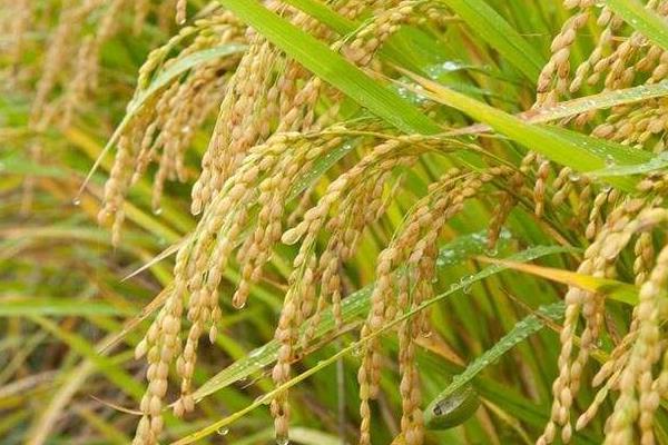 昌两优135水稻品种的特性，秧田播种量每亩10.0千克