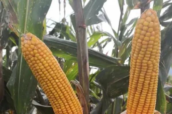 黄冠丰397玉米种子介绍，苗期注意防治地下害虫