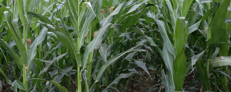 DF913玉米种子简介，适宜播期4月下旬至5月上旬