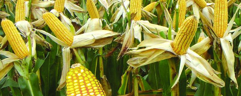 黄冠丰397玉米种子介绍，苗期注意防治地下害虫